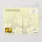 Wilde bloemen, Los Glaciares National Park Briefkaart (Achterkant)