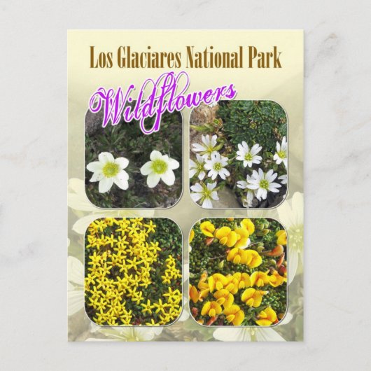 Wilde bloemen, Los Glaciares National Park Briefkaart (Voorkant)