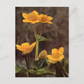Wilde bloemen: Marsh Marigold Briefkaart (Voorkant)