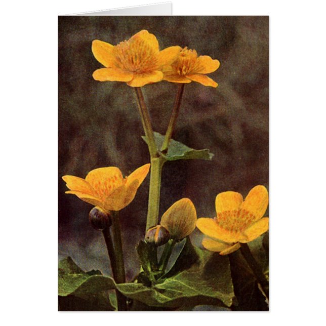 Wilde bloemen: Marsh Marigold Kaart (Voorkant)