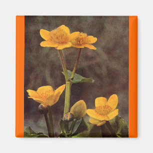 Wilde bloemen: Marsh Marigold Magneet