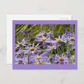 Wilde bloemen: Michaelmas Daisies DIY Briefkaart (Voorkant / Achterkant)