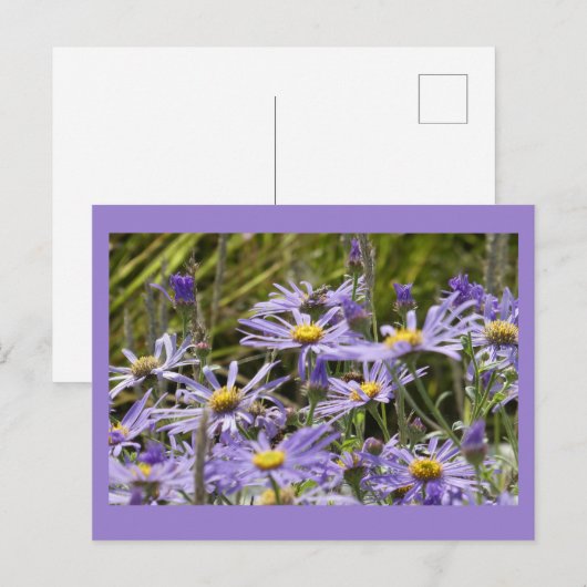 Wilde bloemen: Michaelmas Daisies DIY Briefkaart (Voorkant / Achterkant)