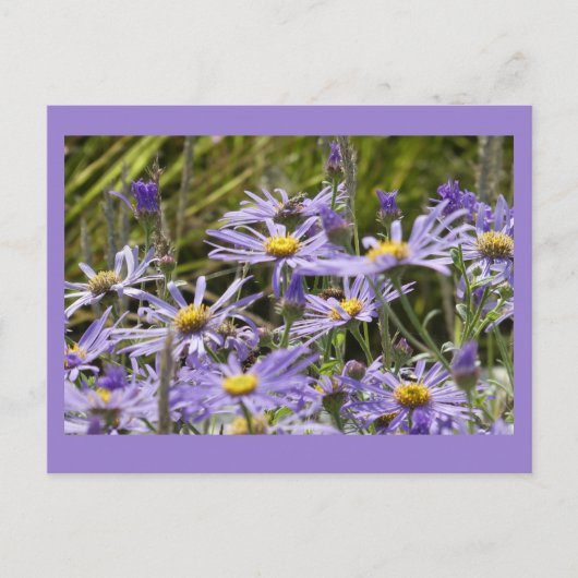 Wilde bloemen: Michaelmas Daisies DIY Briefkaart (Voorkant)