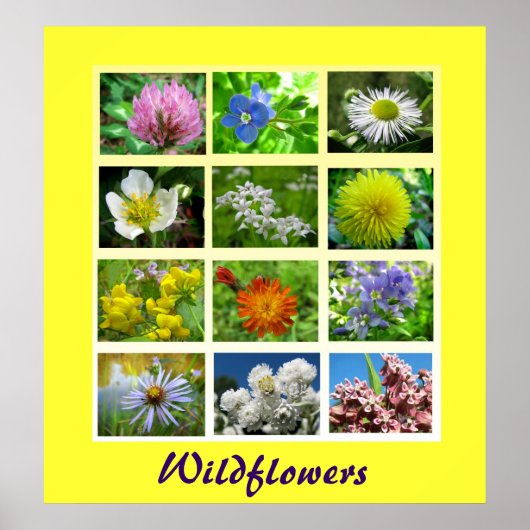 Wilde bloemen Natuur Poster (Voorkant)