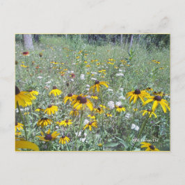 wilde bloemen op het Prairie - Briefkaart