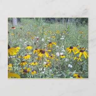 wilde bloemen op het Prairie - Briefkaart
