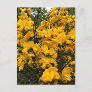 Wilde bloemen op het spoor, Oregon Briefkaart