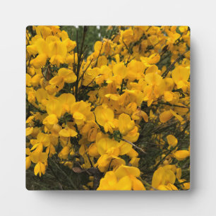 Wilde bloemen op het spoor, Oregon Fotoplaat