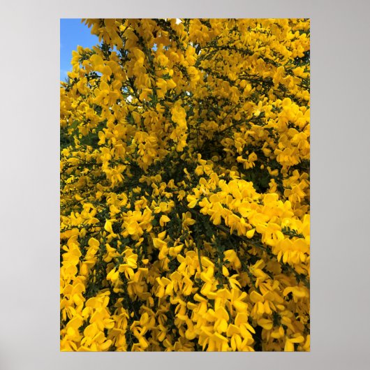 Wilde bloemen op het spoor, Oregon Poster (Voorkant)