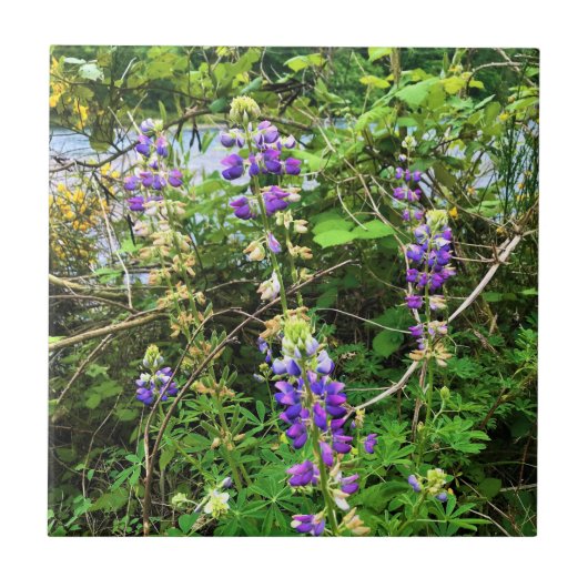 Wilde bloemen op het spoor, Oregon Tegeltje (Voorkant)