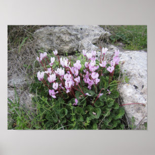 Wilde Bloemen Poster