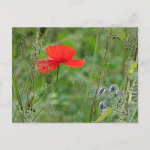 Wilde bloemen: Rood papaverig Briefkaart