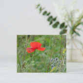 Wilde bloemen: Rood papaverig Briefkaart (Staand voorkant)