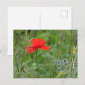 Wilde bloemen: Rood papaverig Briefkaart (Voorkant / Achterkant)