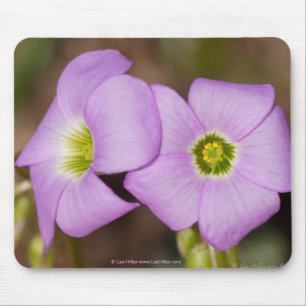 Wilde bloemen - Roze Oxalis-Muismat Muismat