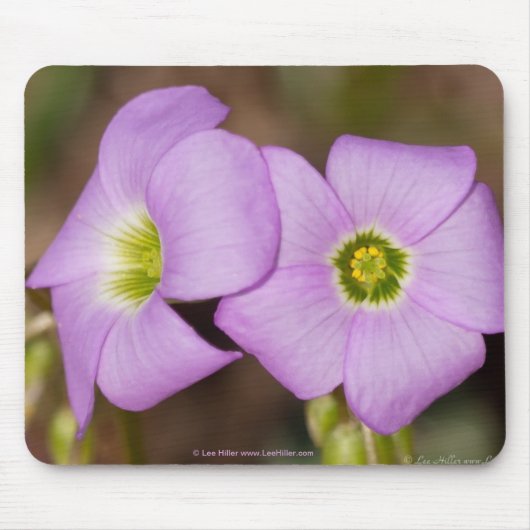 Wilde bloemen - Roze Oxalis-Muismat Muismat (Voorkant)