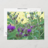 Wilde bloemen van het Briefkaart Oklahoma (Voorkant / Achterkant)