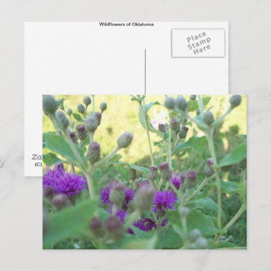Wilde bloemen van het Briefkaart Oklahoma (Voorkant / Achterkant)