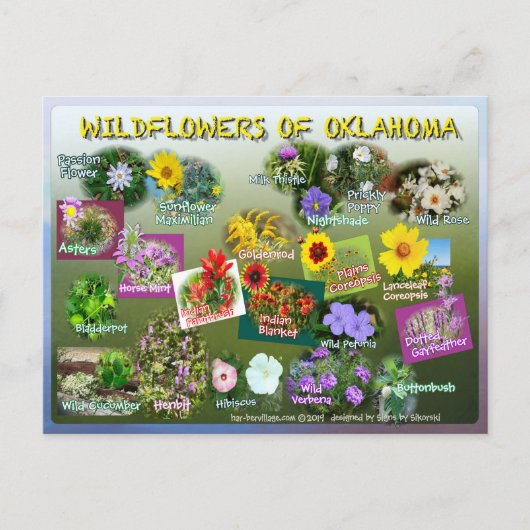 wilde bloemen van het briefkaart van Oklahoma 19r (Voorkant)