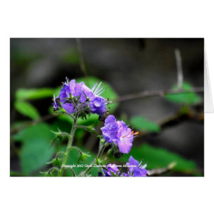 Wilde bloemen van het Chilhowee-gebergte, Tennesse