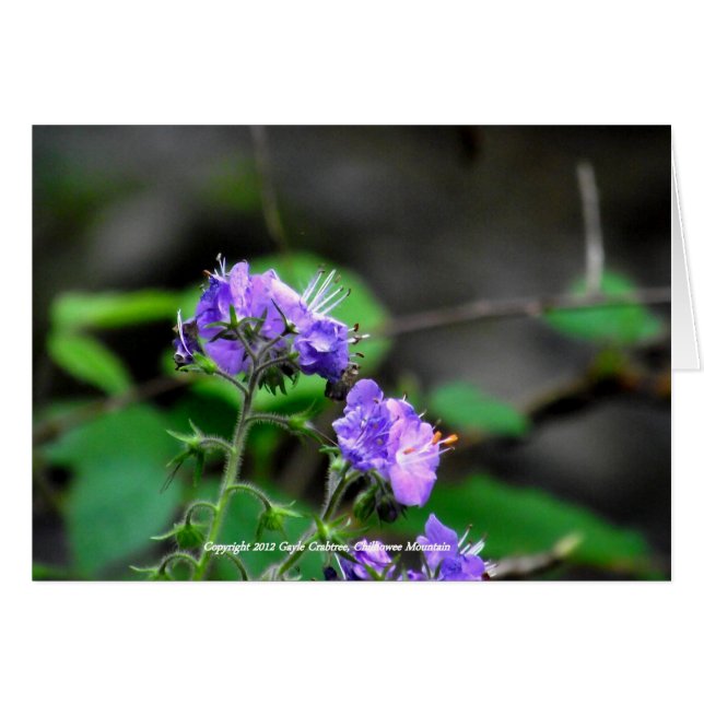 Wilde bloemen van het Chilhowee-gebergte, Tennesse (Voorkant Horizontaal)