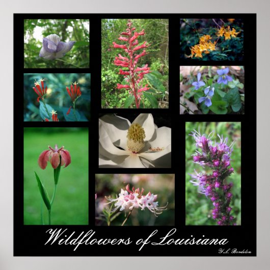 Wilde bloemen van Louisiana Poster (Voorkant)