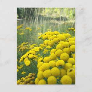 Wilde bloemen van Montana Briefkaart