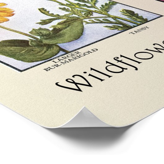 Wilde bloemen van Noord-Amerika [A] Poster (Hoek)