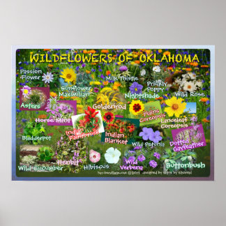 Wilde bloemen van Poster 19v2 Oklahoma