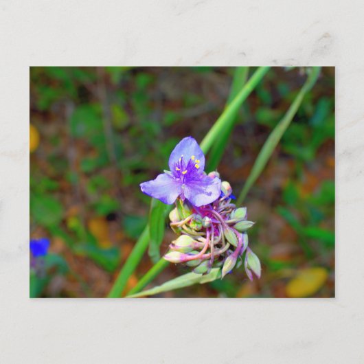 Wilde bloemen van spinwort briefkaart (Voorkant)