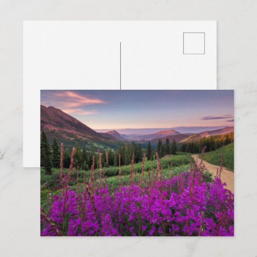 Wilde bloempitten | Gekreste Butte, Colorado Briefkaart (Voorkant / Achterkant)