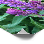 Wilde bloemvelden paarse salvia Roemenië Poster (Hoek)