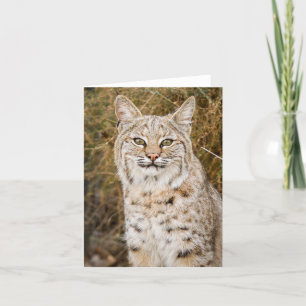 Wilde Bobcat Kaart