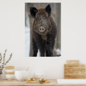 Wilde boer in sneeuw poster (Keuken)