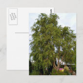 Wilde boom briefkaart (Voorkant / Achterkant)