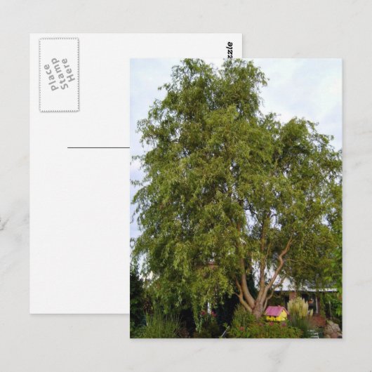 Wilde boom briefkaart (Voorkant / Achterkant)