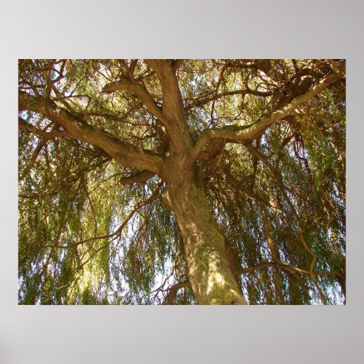 Wilde boom poster (Voorkant)