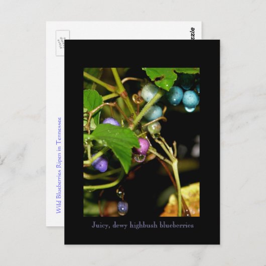 Wilde bosbessen briefkaart (Voorkant / Achterkant)