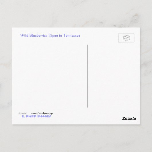 Wilde bosbessen briefkaart (Achterkant)