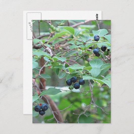 Wilde bosbessen briefkaart (Voorkant / Achterkant)