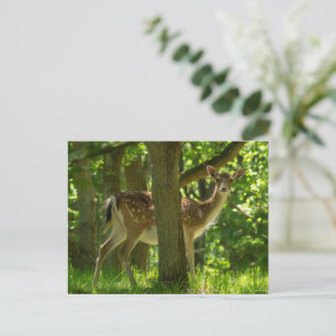 Wilde braaklaag in bossen tussen bomen briefkaart