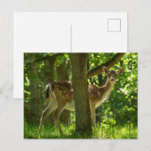 Wilde braaklaag in bossen tussen bomen briefkaart (Voorkant / Achterkant)