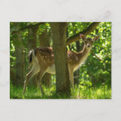 Wilde braaklaag in bossen tussen bomen briefkaart (Voorkant)