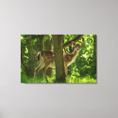 Wilde braaklaag in bossen tussen bomen canvas afdruk (Voorkant)