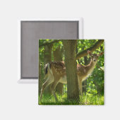 Wilde braaklaag in bossen tussen bomen magneet (Voorkant / Achterkant)