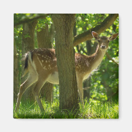Wilde braaklaag in bossen tussen bomen magneet