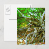 Wilde Briefkaart (Voorkant / Achterkant)