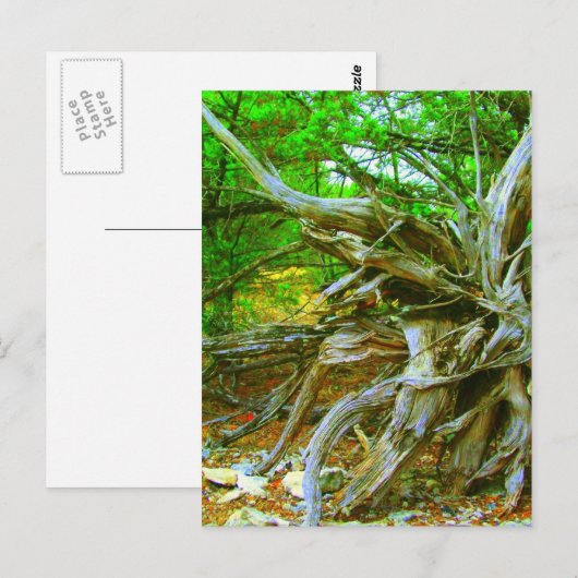 Wilde Briefkaart (Voorkant / Achterkant)