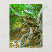 Wilde Briefkaart (Voorkant)